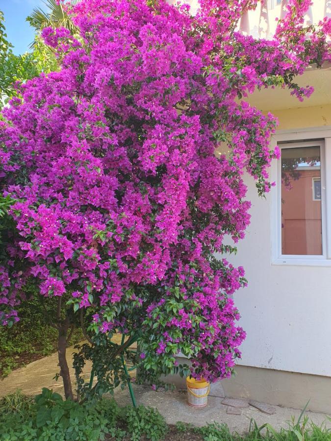 Blanca